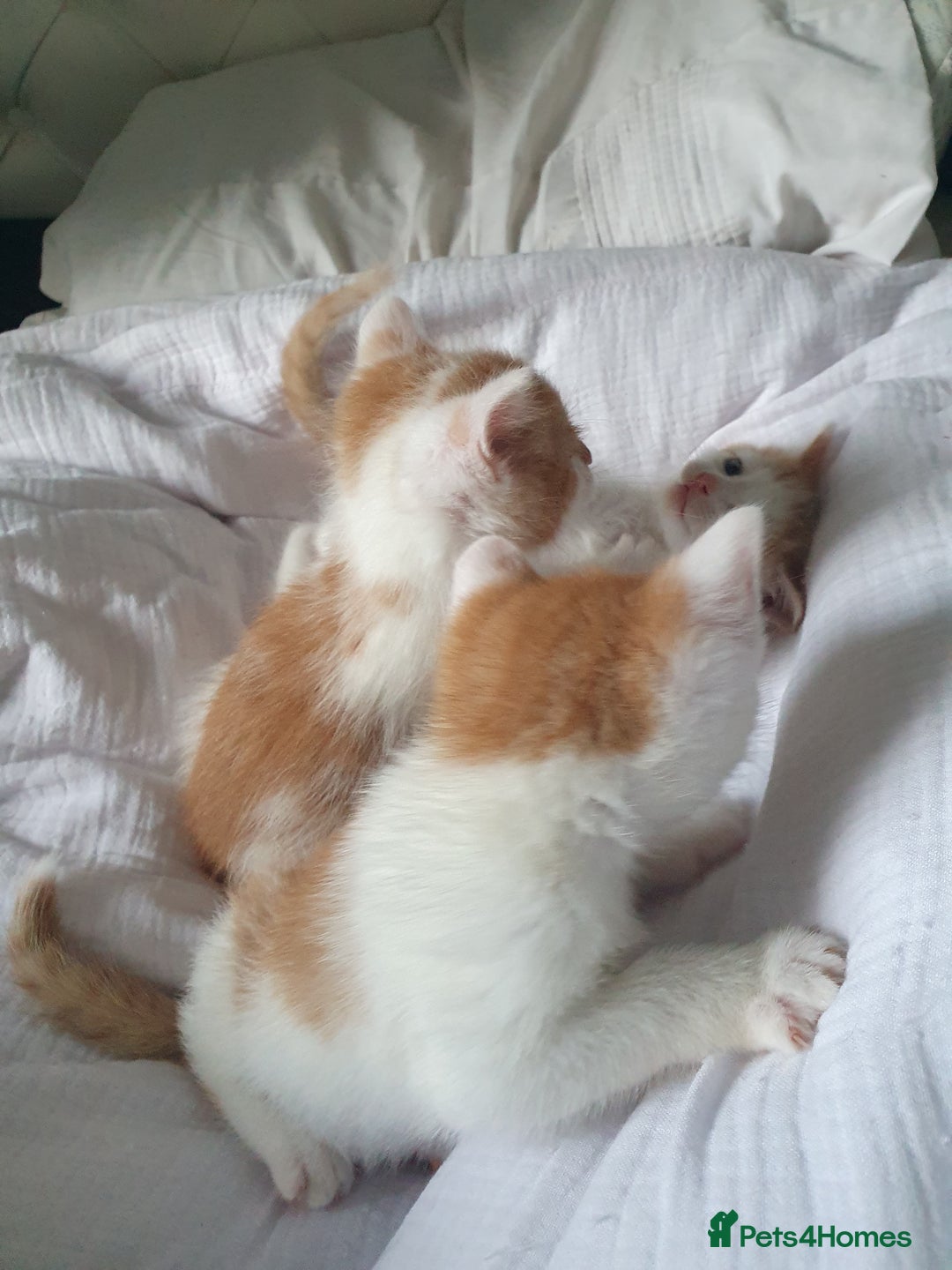 Mixed Breed cats for sale: Playful Ginger & White Kittens  - Advert 6