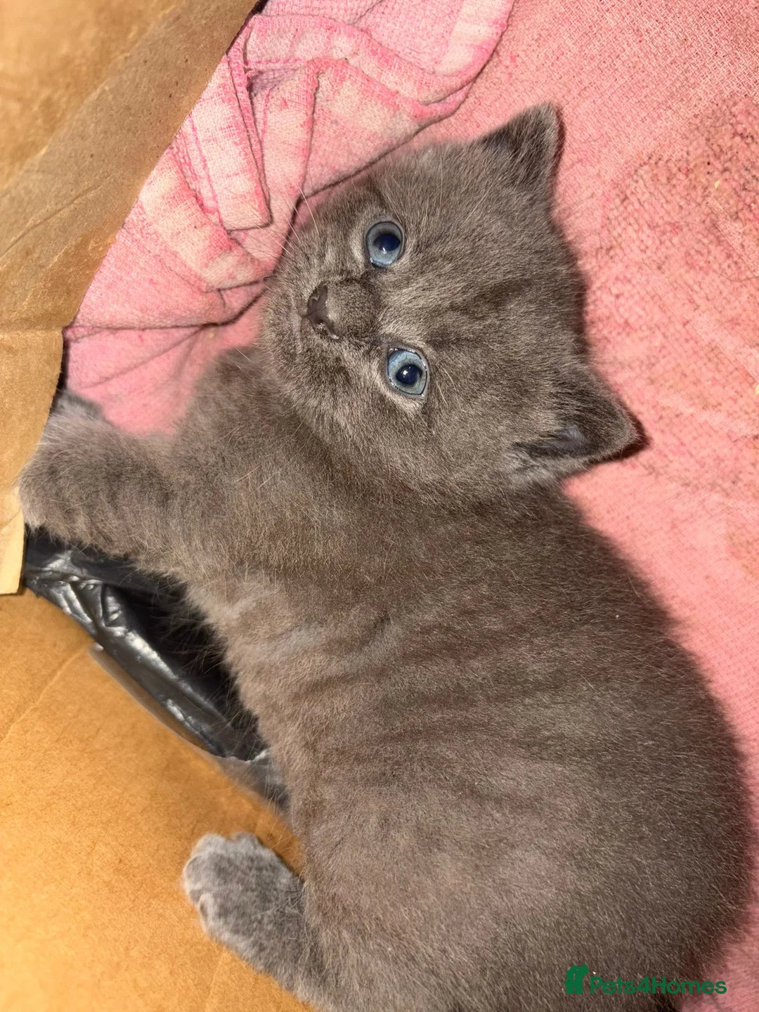 Russian Blue cats for sale: Russian blue grey kittens - Advert 1