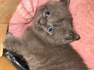 Russian Blue cats Russian blue grey kittens - Advert 6