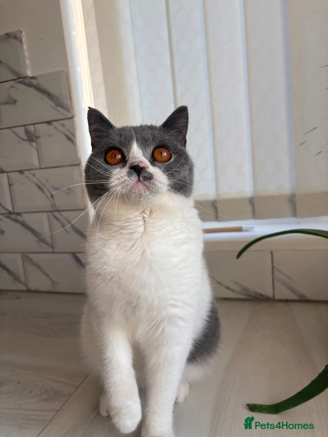 British Shorthair cats for sale: Blue and white British shorthair  - Advert 1