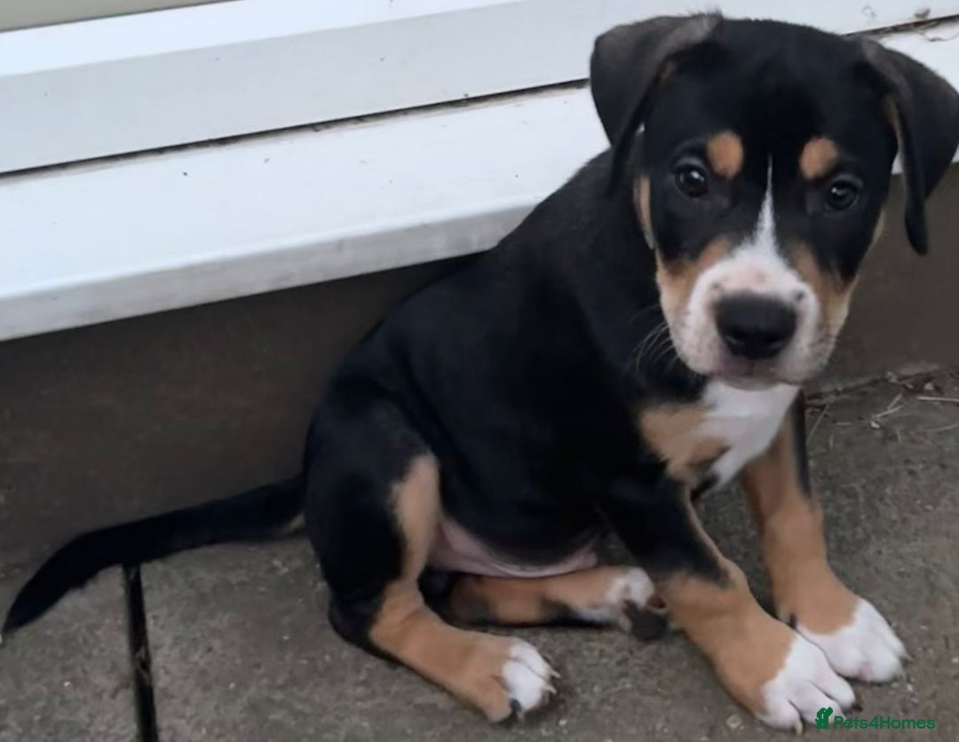 Mixed Breed dogs for sale: Pocket Bully x Labrador (Pocket Bullador) Puppies - Image 4