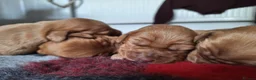Cockerdor dogs for sale: FOX RED COCKERDOR PUPS - Advert 3
