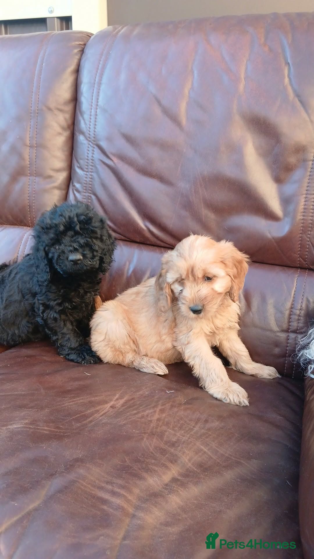 Cavapoo dogs Cavapoo  - Advert 1