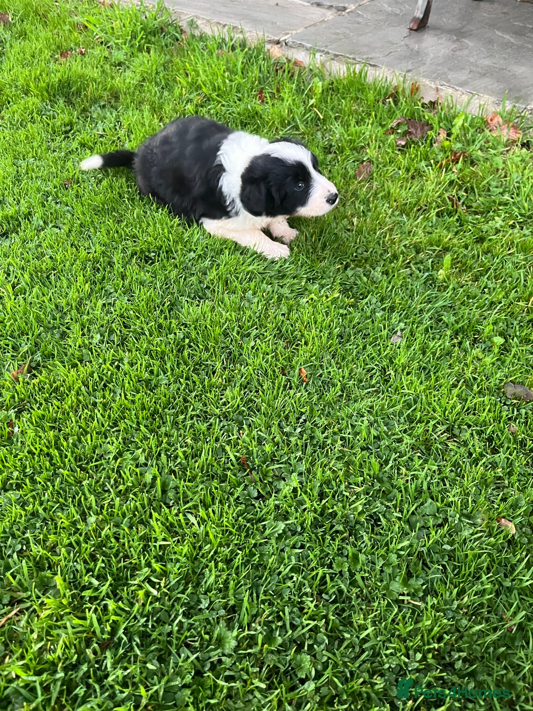 Bearded Collie dogs for sale: Six beautiful Beardie puppies for sale - Image 10