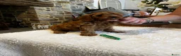 Cavapoo dogs for sale: Gorgeous Red F1 Cavapoo puppies  - Advert 7