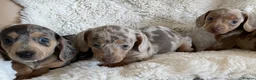 Dachshund dogs for sale: Gorgeous dachshund puppies deposit secure  - Advert 6