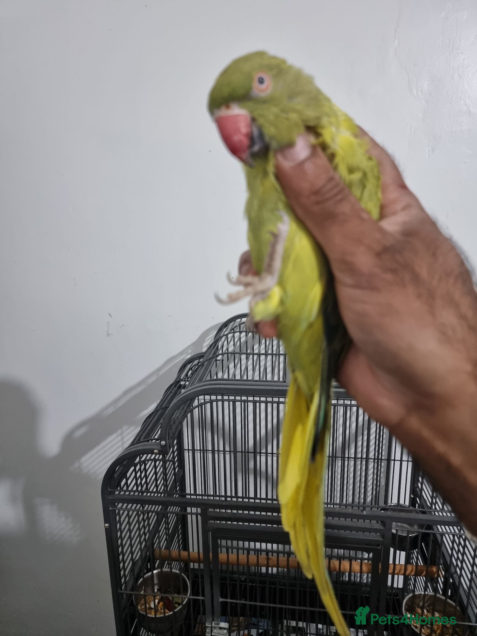 Ringnecks birds Beautiful female rare ringneck talking parrot  - Advert 1
