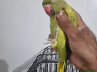 Ringnecks birds Beautiful female rare ringneck talking parrot - Advert 1