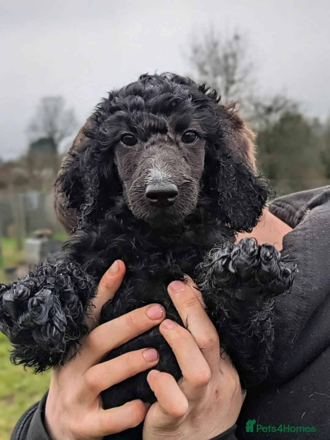 Poodle dogs for sale: Assistance Poodle in training  - Advert 1