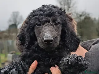 Poodle dogs Assistance Poodle in training - Advert 5