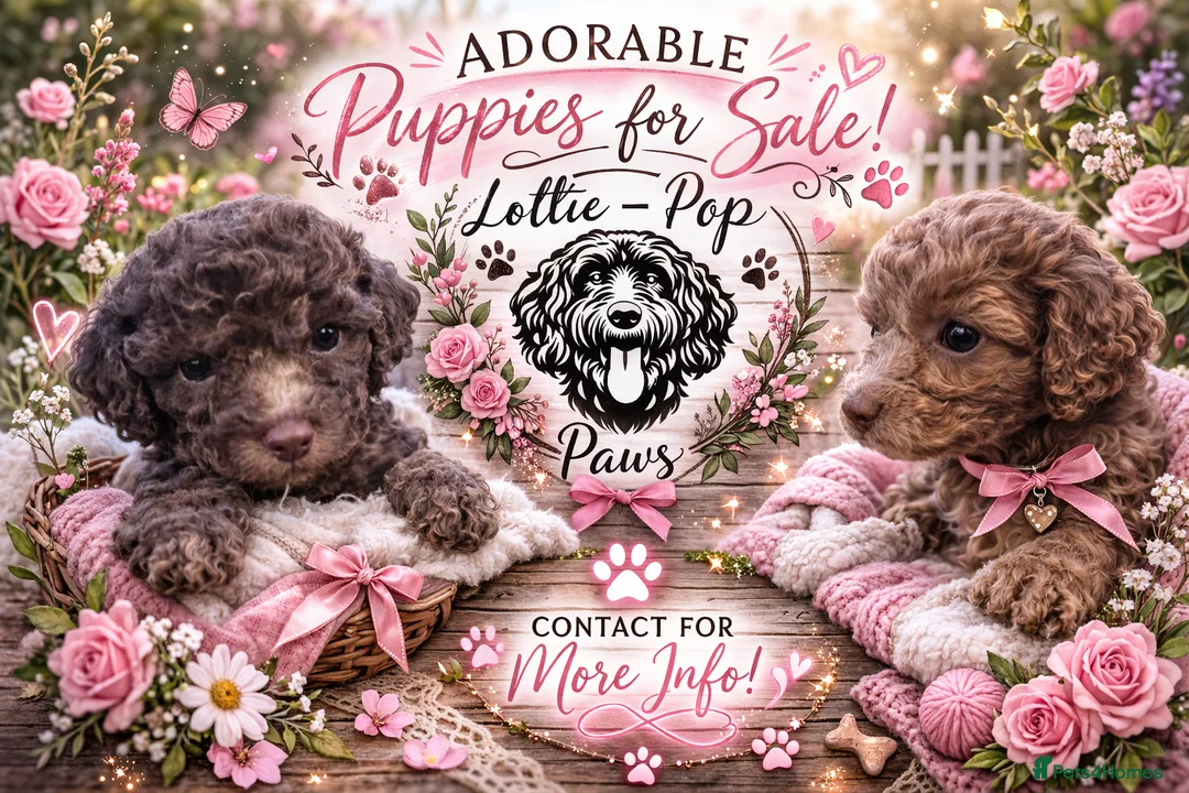 Cockapoo dogs for sale: 🤍 Beautiful F3 Multigen Cockapoo Puppies🤍 Last 2 - Advert 1