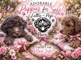 Cockapoo dogs 🤍 Beautiful F3 Multigen Cockapoo Puppies🤍 Last 2 - Advert 18