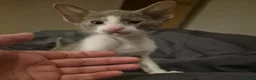 Oriental cats for sale: Pedigree Oriental kittens ( only 1 remaining ) - Advert 10
