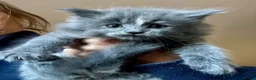 Mixed Breed cats for sale: Maine coon cross kittens stunning babies ready now - Advert 6