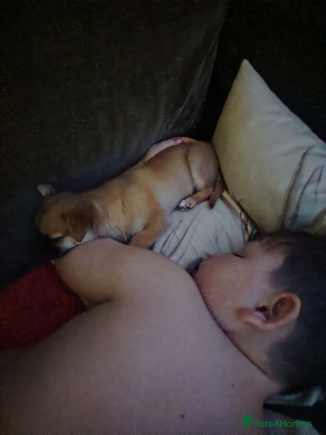 Pomchi dogs for sale: Pomchi girl phoebe  - Advert 19