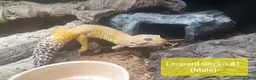 Gecko reptiles for sale:  Different Species of Geckos in Store - Advert 3