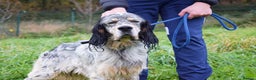 English Setter dogs for adoption: Balto - Advert 8