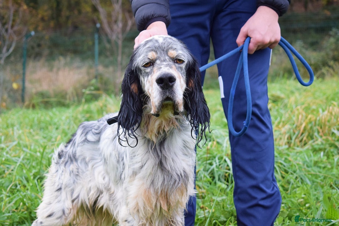 English Setter dogs for adoption: Balto - Advert 8