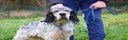 English Setter dogs for adoption: Balto - Advert 8