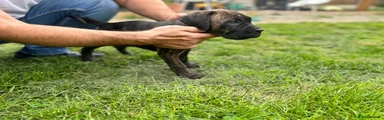 Cane Corso Girl 3