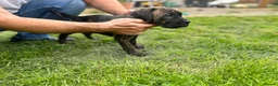 Cane Corso dogs for sale: 3 Cane Corso Puppies ready for their new home - Advert 9