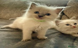 Ragdoll cats for sale: Beautiful Ragdoll Kittens  - Image 28