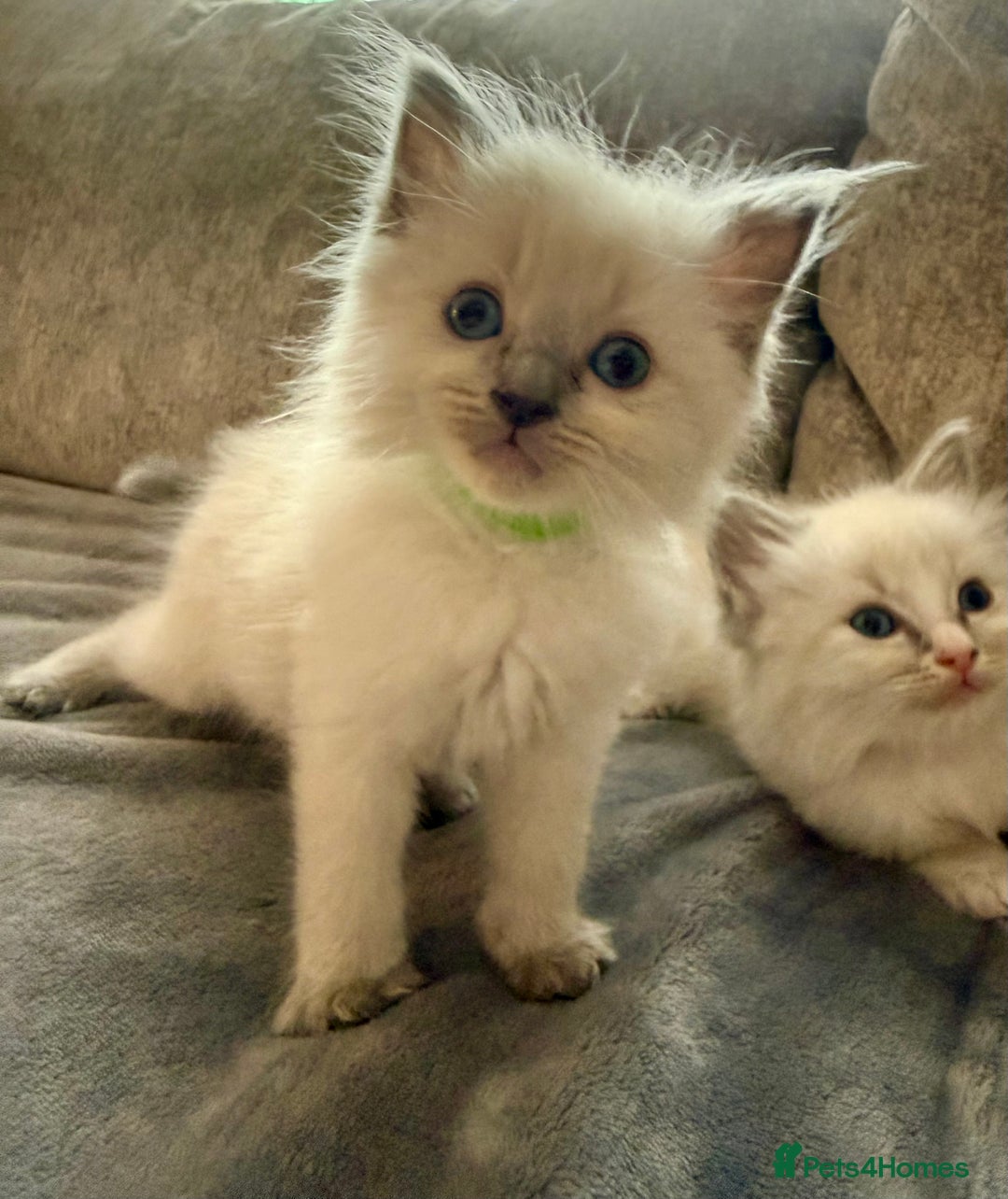Ragdoll cats for sale: Beautiful Ragdoll Kittens  - Image 28