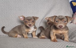 Jack Russell dogs for sale: Miniature jack Russell's only 3 available now - Image 16