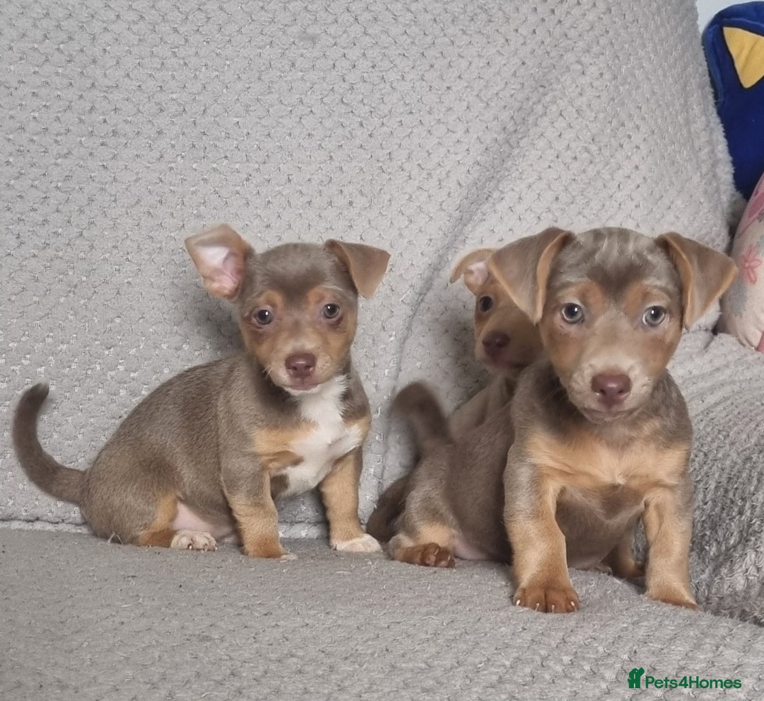 Jack Russell dogs for sale: Miniature jack Russell's only 3 available now - Image 16