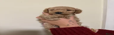 Cockapoo 4