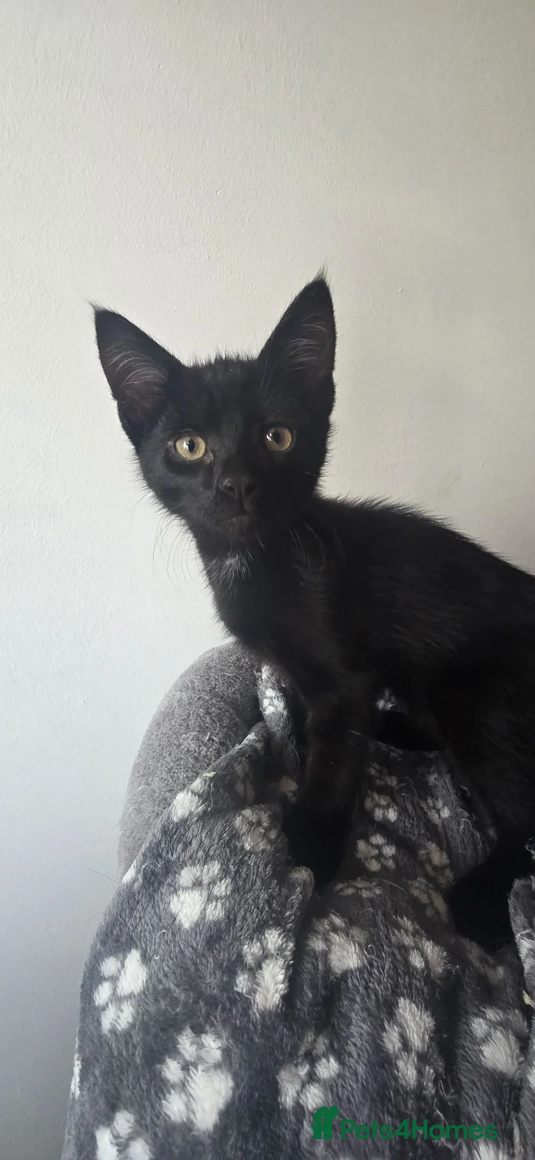 Mixed Breed cats for sale: Last boy kitten  - Advert 2