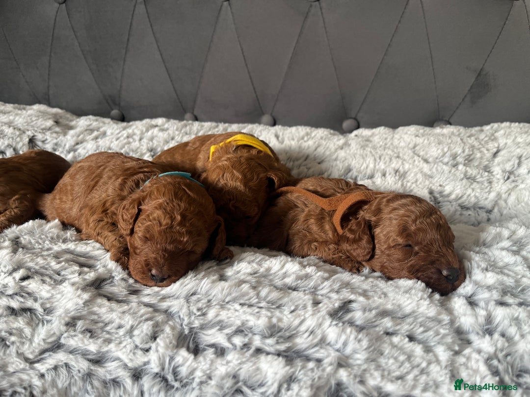 Toy Poodle dogs for sale: Toy poodle puppies - Advert 12