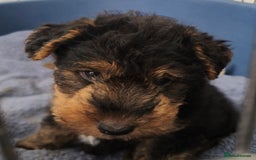 Welsh Terrier dogs for sale: Welsh terrier puppies  - Image 3