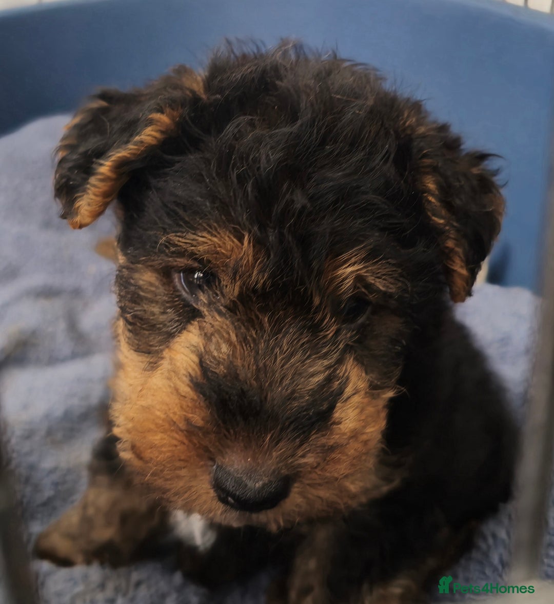 Welsh Terrier dogs for sale: Welsh terrier puppies  - Image 3