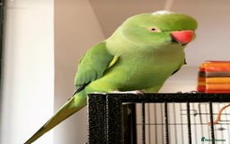 Parrots birds for sale: Baby Indian ring neck talking parrot  - Image 4