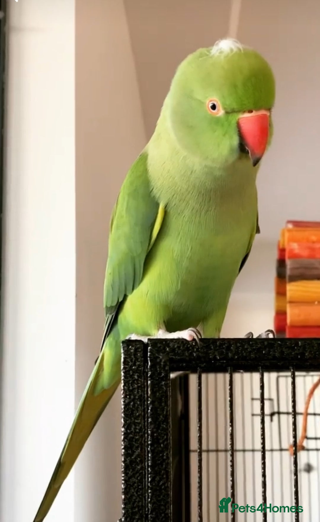 Parrots birds for sale: Baby Indian ring neck talking parrot  - Image 4