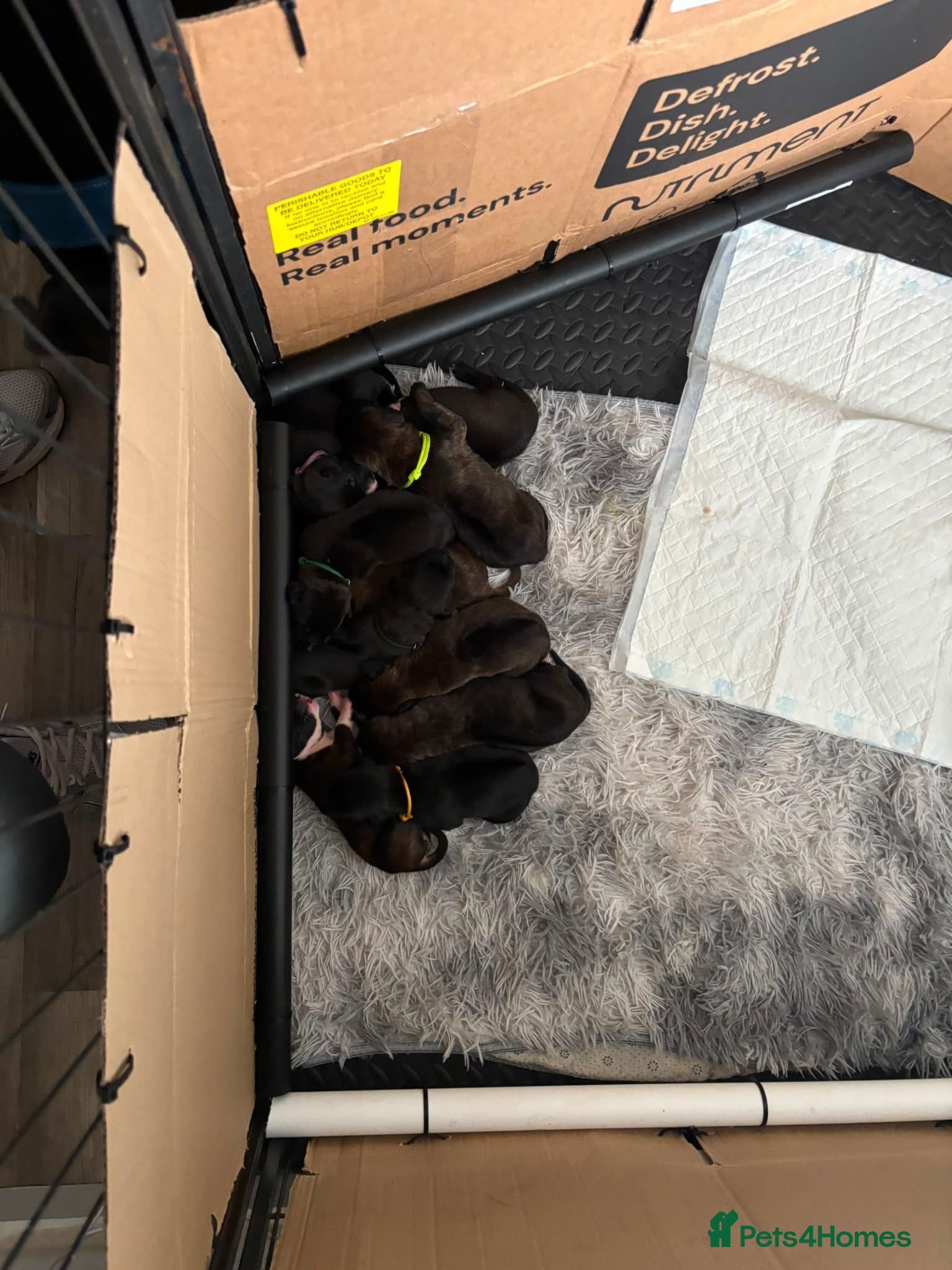 Mixed Breed dogs Rhodesian Ridgeback cross puppies - Advert 2
