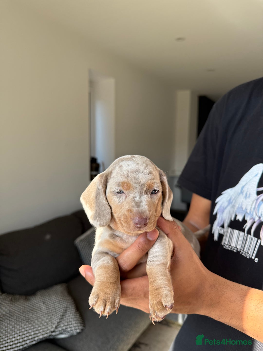 Dachshund dogs for sale: Miniature Dachshund Litter - Image 17