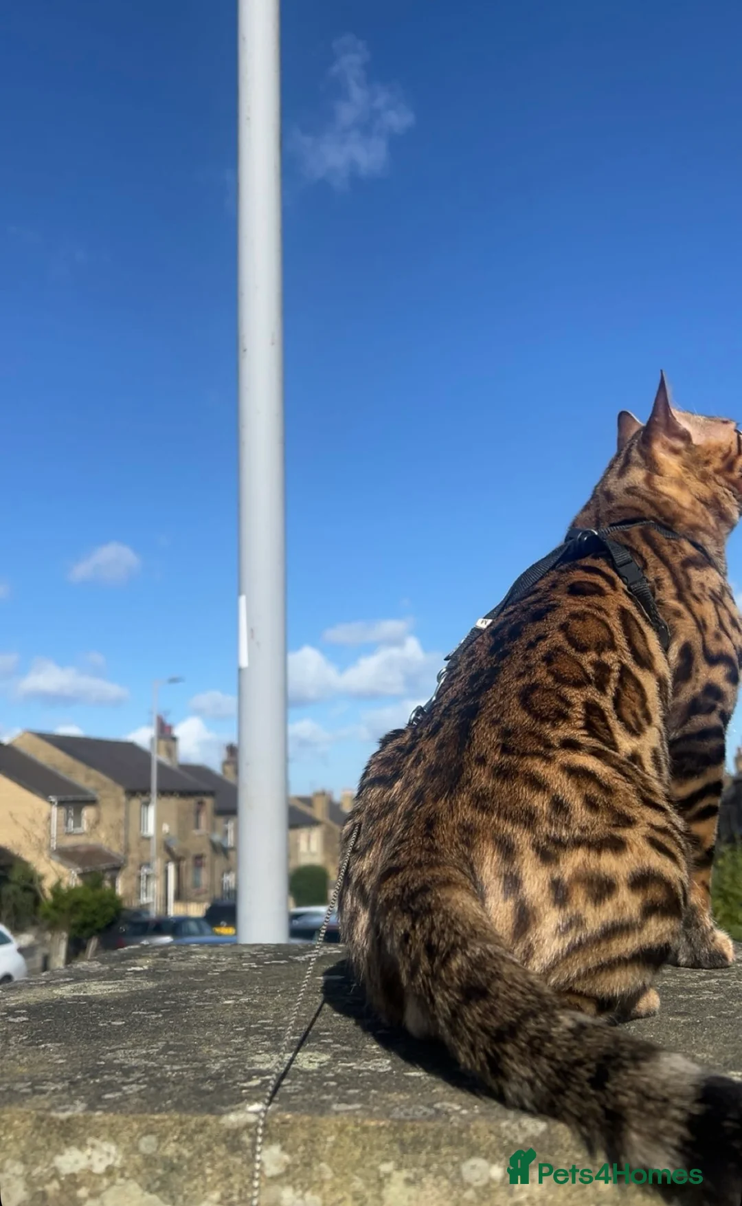Bengal cats for stud: stunning glitter bengal stud  in Bradford - Advert 2