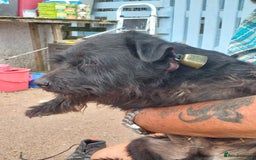 Patterdale Terrier dogs for sale: Well socialised Patterdales For Sale,ready now. - Image 5