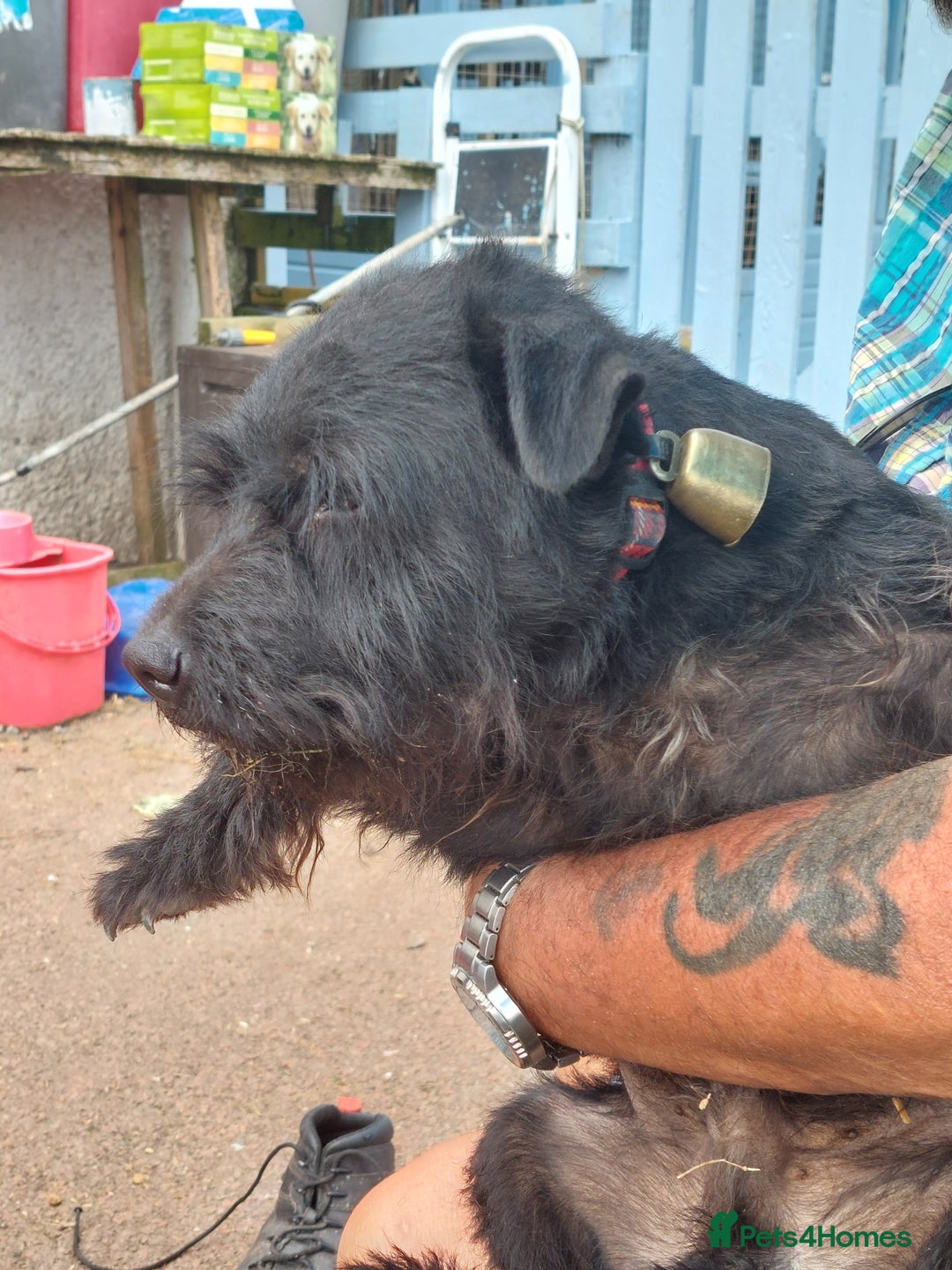 Patterdale Terrier dogs for sale: Well socialised Patterdales For Sale,ready now. - Image 5