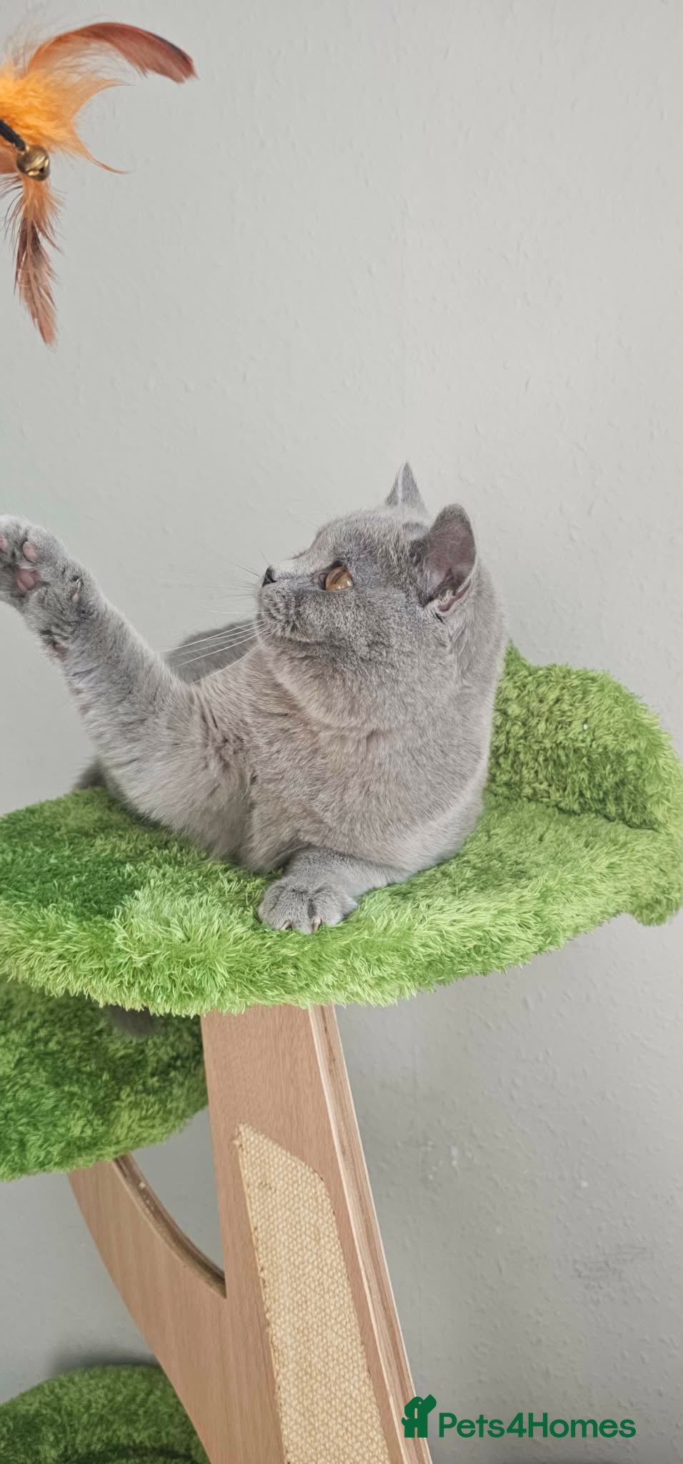 British Shorthair cats British Shorthair male GCCF - Advert 5