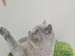 British Shorthair cats British Shorthair male GCCF - Advert 5