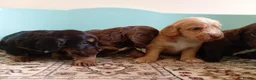 Cockapoo dogs for sale: P,r,a tested clear cockapoo F1 - Advert 4
