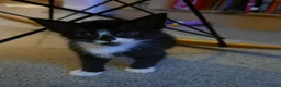 Mixed Breed cats for sale: 2 Beautiful Kittens ready for their forever home - Advert 5