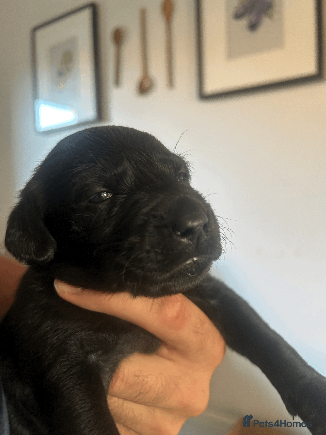 Labrador Retriever dogs for sale: Labrador Retrievers - Kennel Club Registered - Image 8