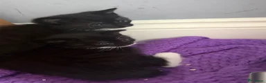 Mixed Breed Kitten 2