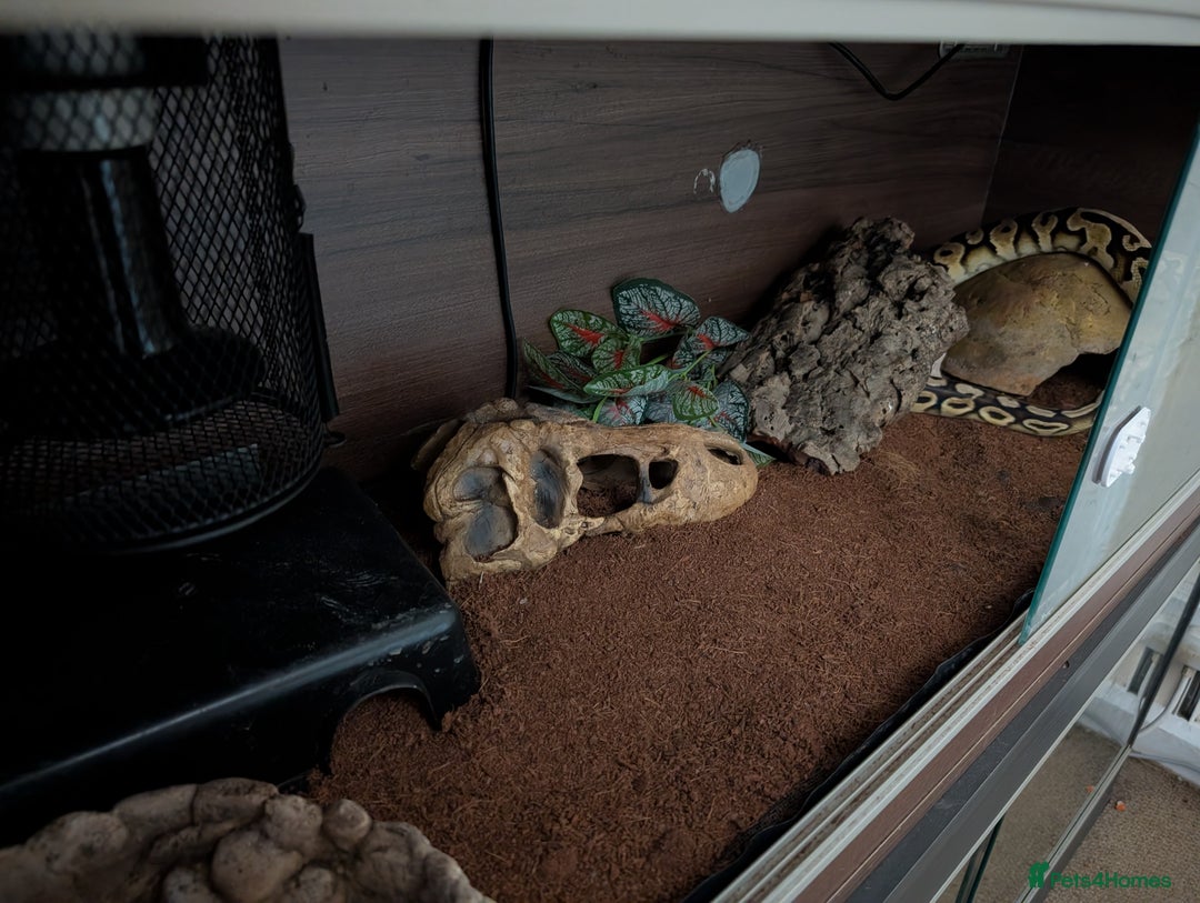 Python Snake reptiles for sale: Pastel royal pyrhon - Advert 4