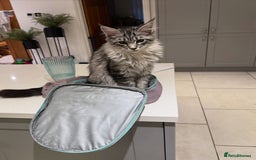 Maine Coon cats for sale: Black Silver Mackeral Tabby Active Female - Image 6