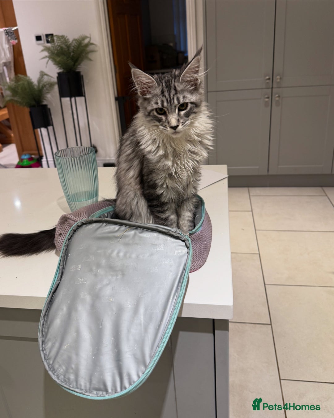 Maine Coon cats for sale: Black Silver Mackeral Tabby Active Female - Image 6